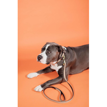 Trela para cão de nylon entrançado 120 cm Kentucky Bege Trela para cão de nylon entrançado 120 cm Kentucky Bege