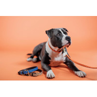 Laisse pour chien Plaited Nylon 120 cm Kentucky Bleu marine