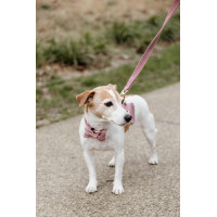 Coleira para cão Velvet 120 cm Kentucky Rosa velho