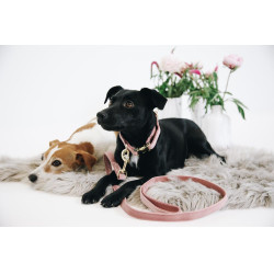 Coleira para cão Velvet 120 cm Kentucky Coleira para cão Velvet 120 cm Kentucky