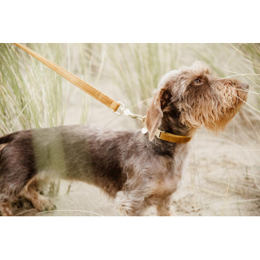 Coleira para cão Velvet 120 cm Kentucky Coleira para cão Velvet 120 cm Kentucky