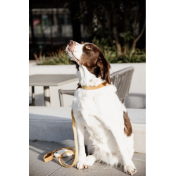 Coleira para cão Velvet 120 cm Kentucky Coleira para cão Velvet 120 cm Kentucky