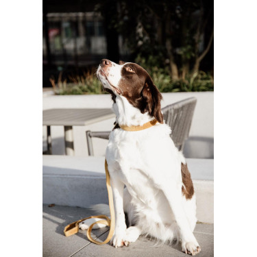 Coleira para cão Velvet 120 cm Kentucky Coleira para cão Velvet 120 cm Kentucky