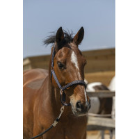 Cabresto Norton Zari Azul-marinho Cabresto Norton Zari Azul-marinho