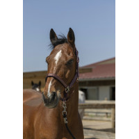 Cabresto Norton Zari Bordéus Bord&amp;ocirc;