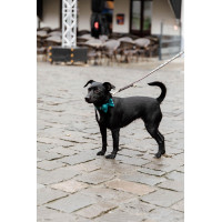 Laço de Veludo Kentucky Esmeralda Verde Laço de Veludo Kentucky Esmeralda Verde