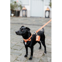 Laço de Veludo Kentucky Esmeralda Verde Laço de Veludo Kentucky Esmeralda Verde