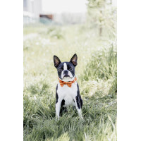 Laço de Veludo Kentucky Esmeralda Verde Laço de Veludo Kentucky Esmeralda Verde