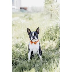 Laço de Veludo Kentucky Laranja Laço de Veludo Kentucky Laranja