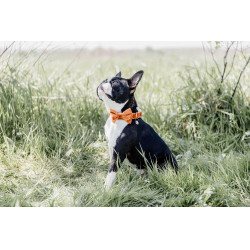 Laço de Veludo Kentucky Laranja Laço de Veludo Kentucky Laranja