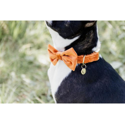 Laço de Veludo Kentucky Laranja Laço de Veludo Kentucky Laranja