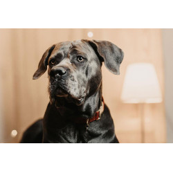 Coleira para cão Corduroy Kentucky Bordéus Bord&amp;ocirc;