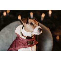 Coleira para cão Corduroy Kentucky Bordéus Bord&amp;ocirc;