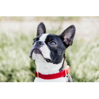 Coleira para cão Corduroy Kentucky Vermelho