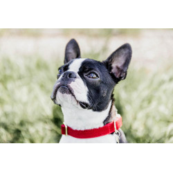 Coleira para cão Corduroy Kentucky Vermelho Coleira para cão Corduroy Kentucky Vermelho