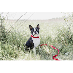 Coleira para cão Corduroy Kentucky Vermelho Coleira para cão Corduroy Kentucky Vermelho
