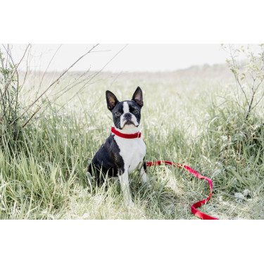 Coleira para cão Corduroy Kentucky Vermelho Coleira para cão Corduroy Kentucky Vermelho