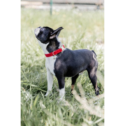 Coleira para cão Corduroy Kentucky Vermelho Coleira para cão Corduroy Kentucky Vermelho