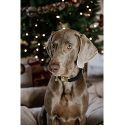 Coleira para cão Corduroy Kentucky Verde pinho Coleira para cão Corduroy Kentucky Verde pinho