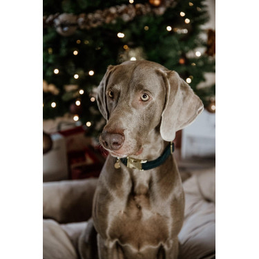 Coleira para cão Corduroy Kentucky Verde pinho Coleira para cão Corduroy Kentucky Verde pinho