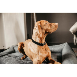 Coleira para cão Corduroy Kentucky Preto