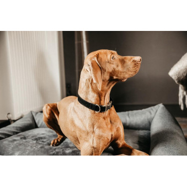 Coleira para cão Corduroy Kentucky Preto