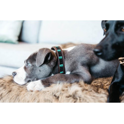 Colar para cão em pérolas feitas à mão Kentucky Preto Colar para cão em pérolas feitas à mão Kentucky Preto