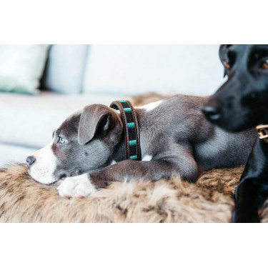 Colar para cão em pérolas feitas à mão Kentucky Preto Colar para cão em pérolas feitas à mão Kentucky Preto