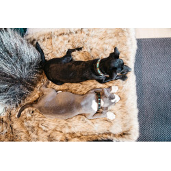Colar para cão em pérolas feitas à mão Kentucky Azul claro Colar para cão em pérolas feitas à mão Kentucky Azul claro