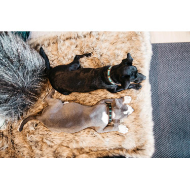 Colar para cão em pérolas feitas à mão Kentucky Azul claro Colar para cão em pérolas feitas à mão Kentucky Azul claro