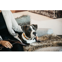 Colar para cão em pérolas feitas à mão Kentucky Laranja puro
