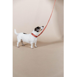 Coleira para cão Jacquard Kentucky Terracota Laranja