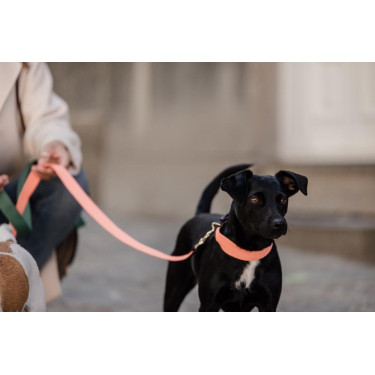 Coleira para cão Jacquard Kentucky Laranja néon