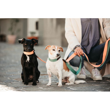 Coleira para cão Jacquard Kentucky Laranja néon