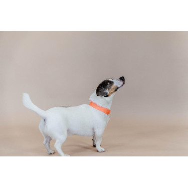 Coleira para cão Jacquard Kentucky Laranja néon