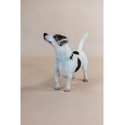 Coleira para cão Jacquard Kentucky Azul claro