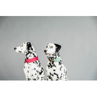 Coleira para cão Jacquard Kentucky Terracota Laranja