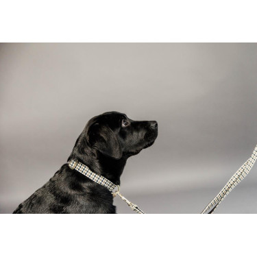 Coleira para cão Pied-de-poule Kentucky Castanho