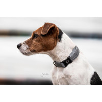 Coleira refletora para cão Kentucky Prata