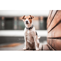 Coleira refletora para cão Kentucky Prata