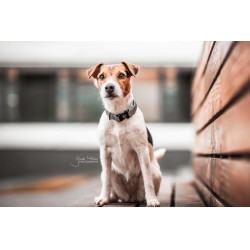 Coleira refletora para cão Kentucky Prata