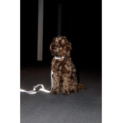 Coleira refletora para cão Kentucky Prata