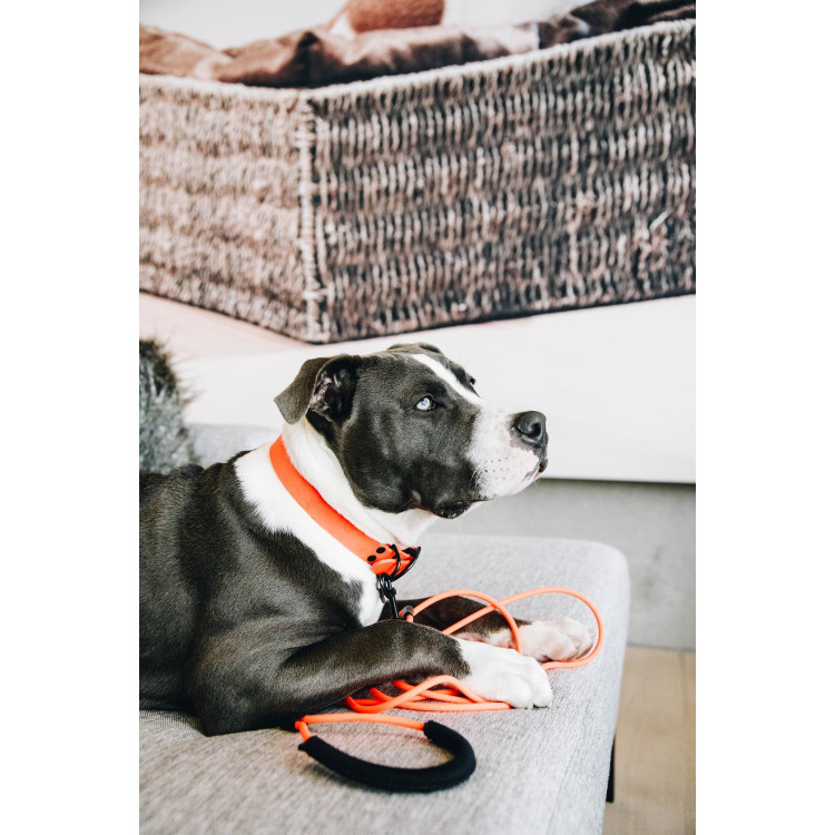 Coleira para cão Soft Rubber Kentucky