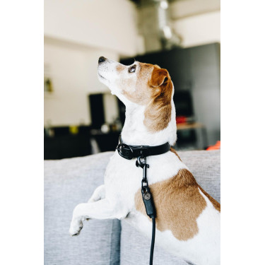 Coleira para cão Soft Rubber Kentucky Preto Coleira para cão Soft Rubber Kentucky Preto