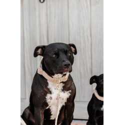 Coleira para cão Teddy Fleece Kentucky Bege