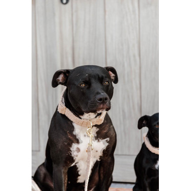 Coleira para cão Teddy Fleece Kentucky Bege