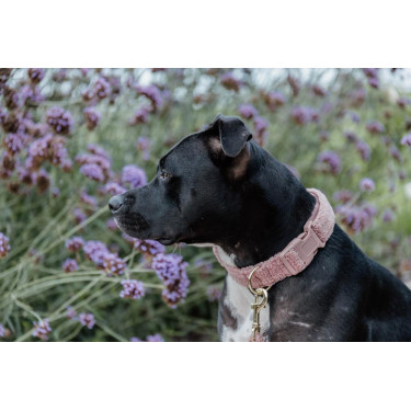 Coleira para cão Teddy Fleece Kentucky Rosa velho