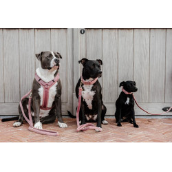 Coleira para cão Teddy Fleece Kentucky Rosa velho