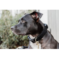 Coleira para cão Teddy Fleece Kentucky Verde pinho