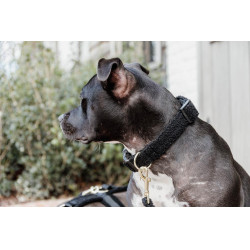 Coleira para cão Teddy Fleece Kentucky Preto